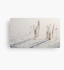 Winter reeds Canvas Print