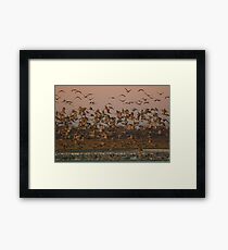 Sand Hill Cranes at Dawn Framed Print