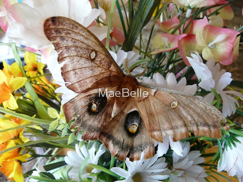 "Butterfly Kisses Flowers" by MaeBelle Redbubble