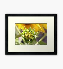 Premature Framed Print
