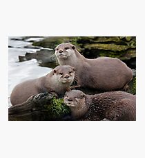 Asiatischer kurzer Krallenotter Fotodruck