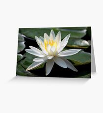 White Water Lily - Gibbs Gardens Greeting Card