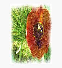 Photo drawing tulips Photographic Print