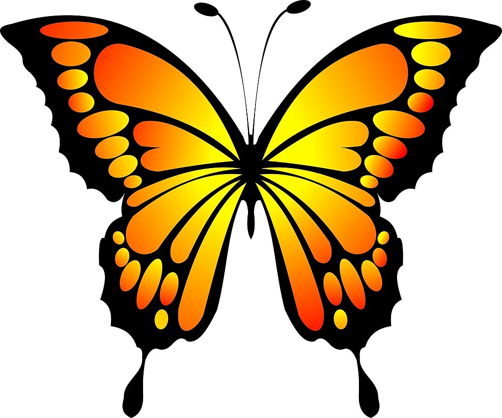 Бабочки красивые цветные