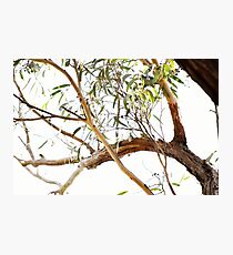 Eucalypt Photographic Print