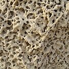 #pattern, #abstract, #rough, #nature, #dry, #fungus, #cement, #textured by znamenski