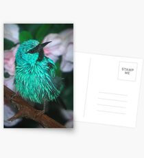 Sweet Little Bird Postcards