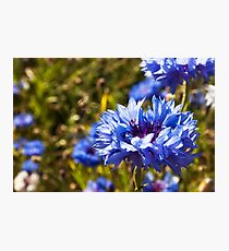 Blue petals Photographic Print