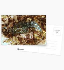 Camouflage Postcards