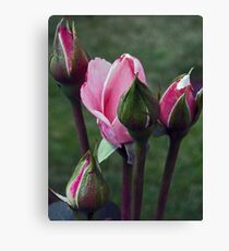 First Bloom Canvas Print