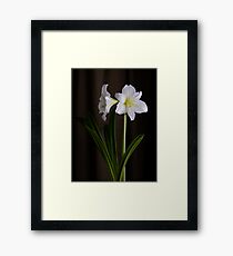 Amaryllis Framed Print