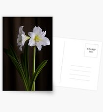 Amaryllis Postcards