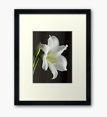 Amaryllis close-up Framed Print