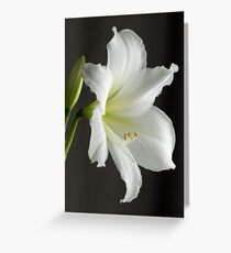 Amaryllis close-up Greeting Card