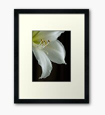 Amaryllis close-up Framed Print