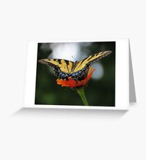 Tiger Swallowtail Greeting Card
