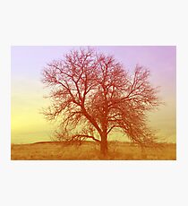 Tree - Saratoga Springs, Utah Photographic Print