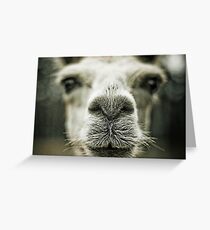~ curiousity ~ Greeting Card