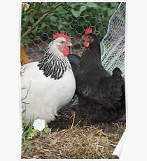 Chook chook 1 Poster