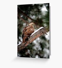 Prairie Falcon 3 Greeting Card