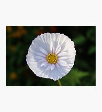 Cosmos Photographic Print