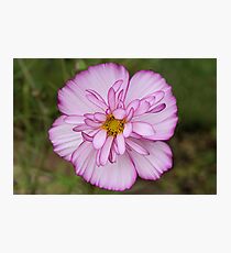 Cosmos Photographic Print