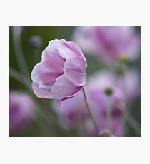 Japanese anemone Photographic Print