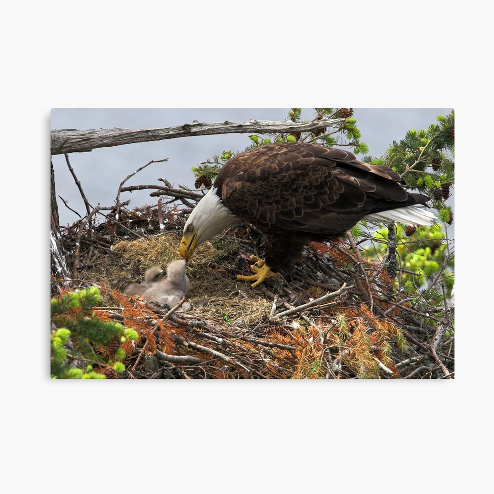 Feeding Time Canvas Print