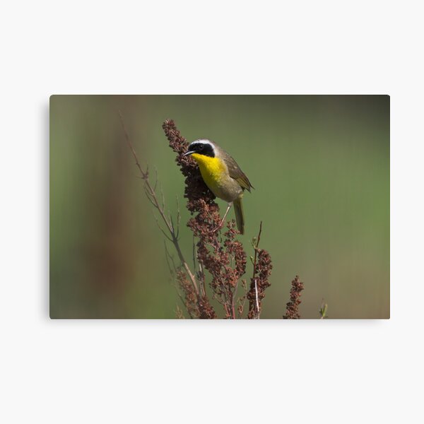 Common Yellowthroat Canvas Print