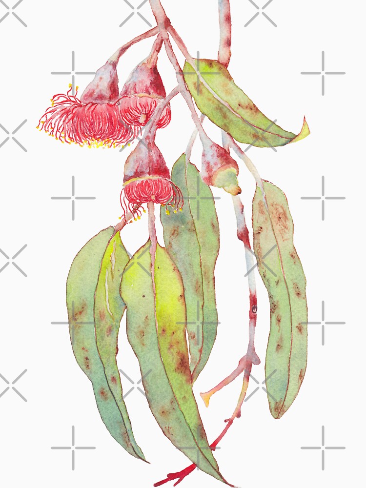 Flowering Silver Princess Eucalyptus Watercolour by zoyamakarova