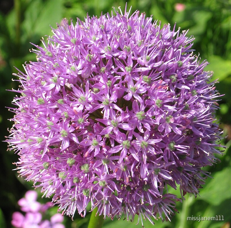 “Allium flower.” by missjanem111 | Redbubble