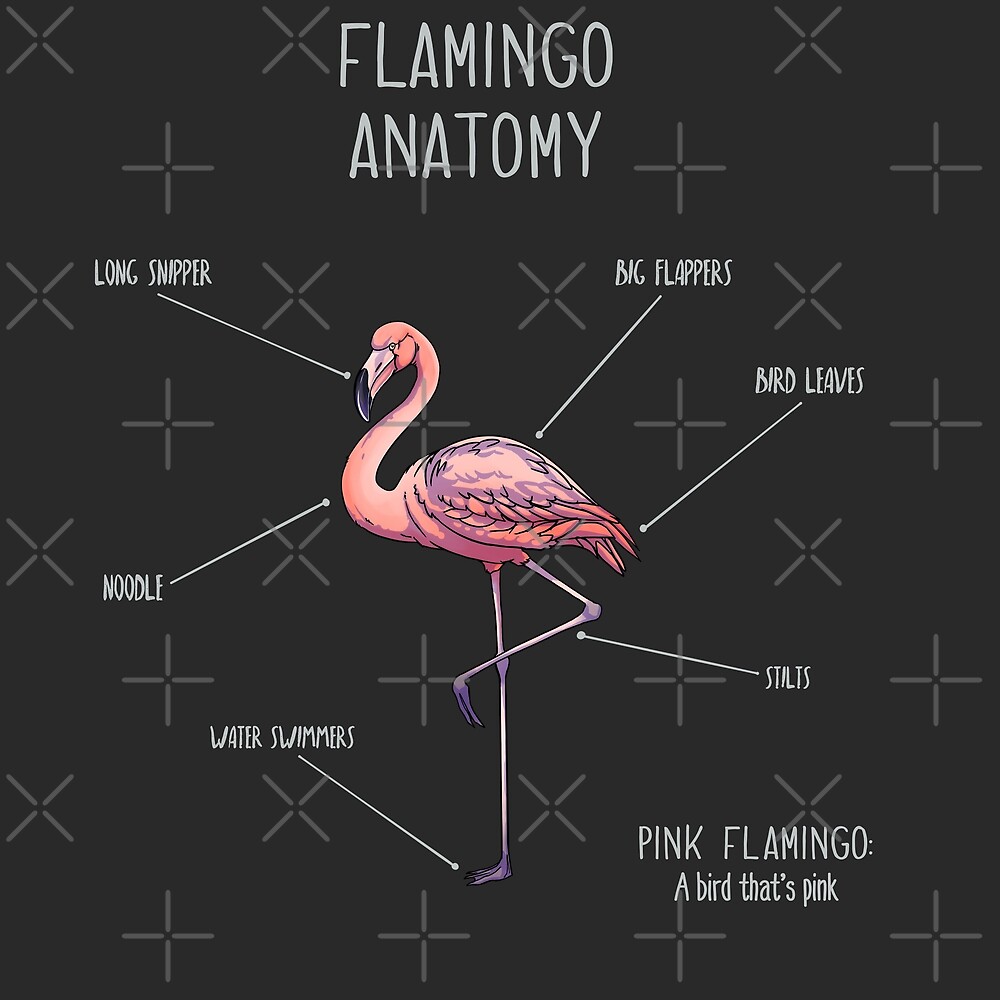 "Flamingo anatomy" by AnimalArtist | Redbubble