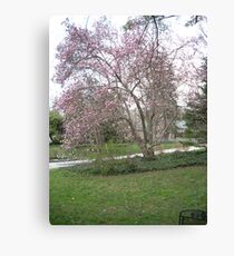 Magnolia Tree Canvas Print