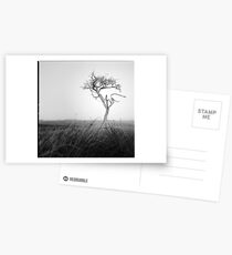 Loneliness Postcards