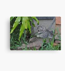 playing kitten Canvas Print