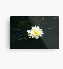 White Water Lily (Nymphaea odorata) Metal Print