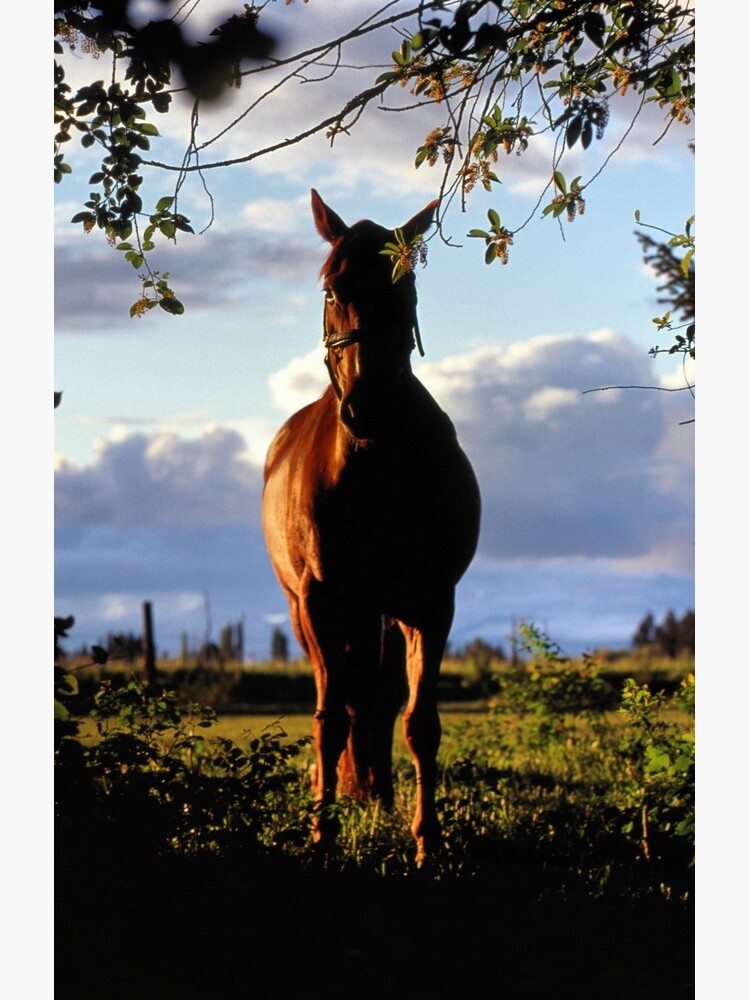 Equine, Evergreen Montana by rodneyj46