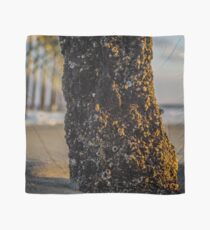 Barnacles scapes Scarf