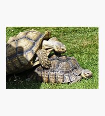 Spornschildkröte (Centrochelys sulcata) Fotodruck