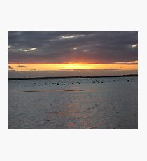 Black Swans on Lake Connewarre Photographic Print