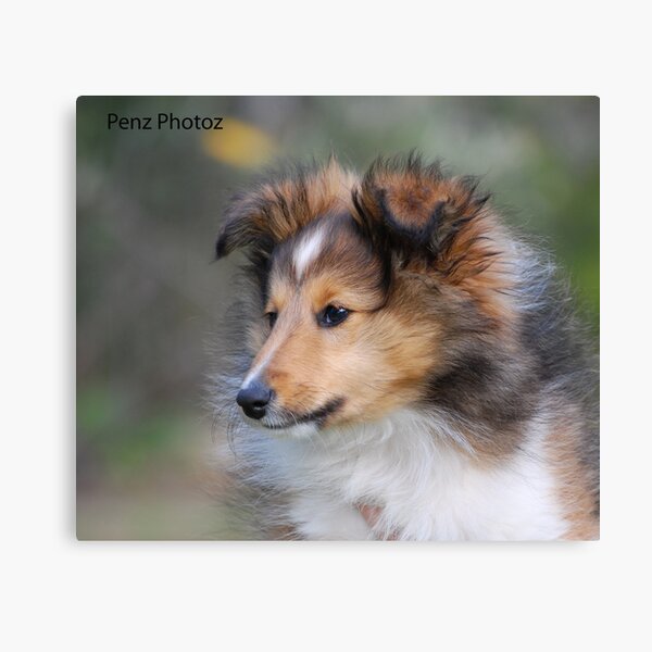 Shetland Sheepdog puppy Canvas Print