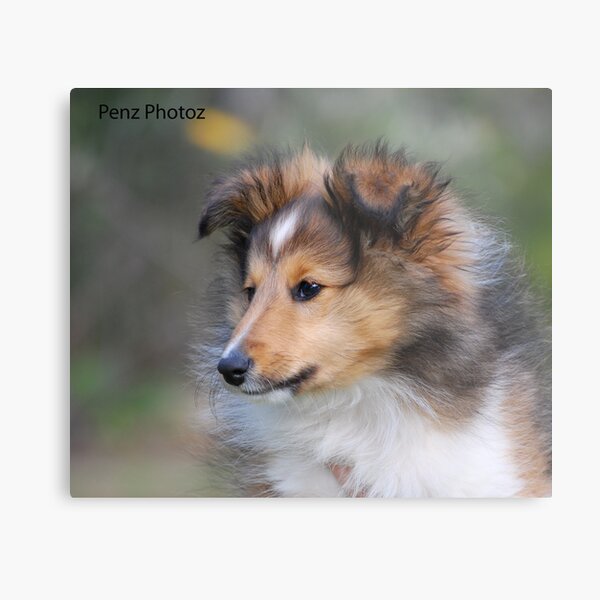 Shetland Sheepdog puppy Metal Print
