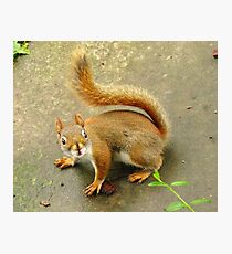 Scene From A Medieval Tapestry ~ With Red Squirrel Photographic Print