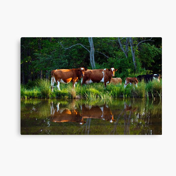 The Herd Canvas Print