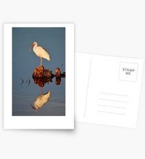 Ibis at the Golden Hour Postcards