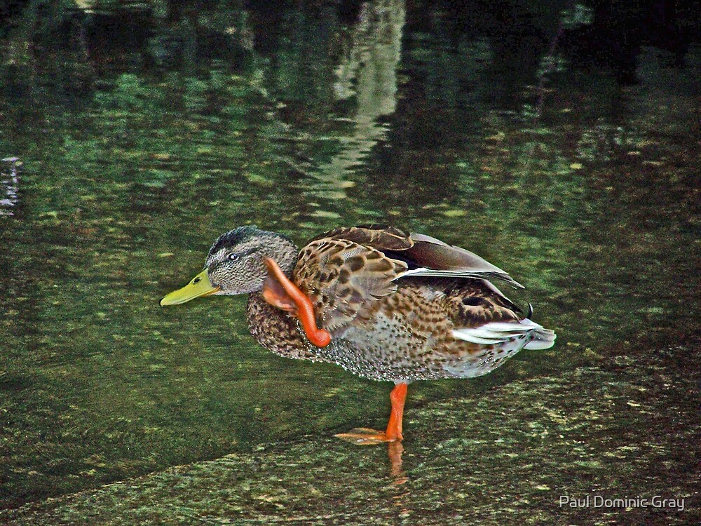 What d’you say, Duck?”" by Paul Dominic Gray | Redbubble
