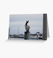Pelican Greeting Card