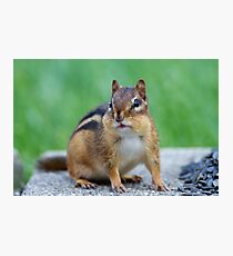 Chipmunk Photographic Print