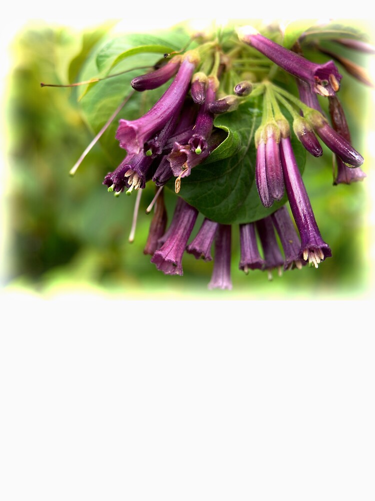 Purple Iochroma Flowers by douglasewelch