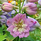 «Mezcla Delphinium» de AnnDixon